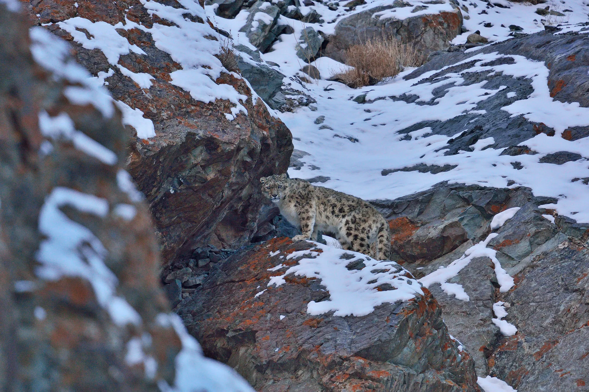 Snow Leopard trek